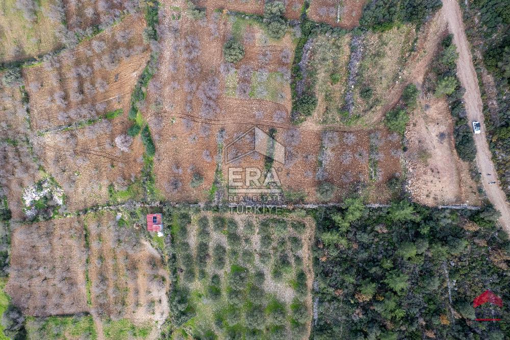 Datça Palamutbükü'nde 5197 m2 İmarlı Arsa Era Zeytin'den