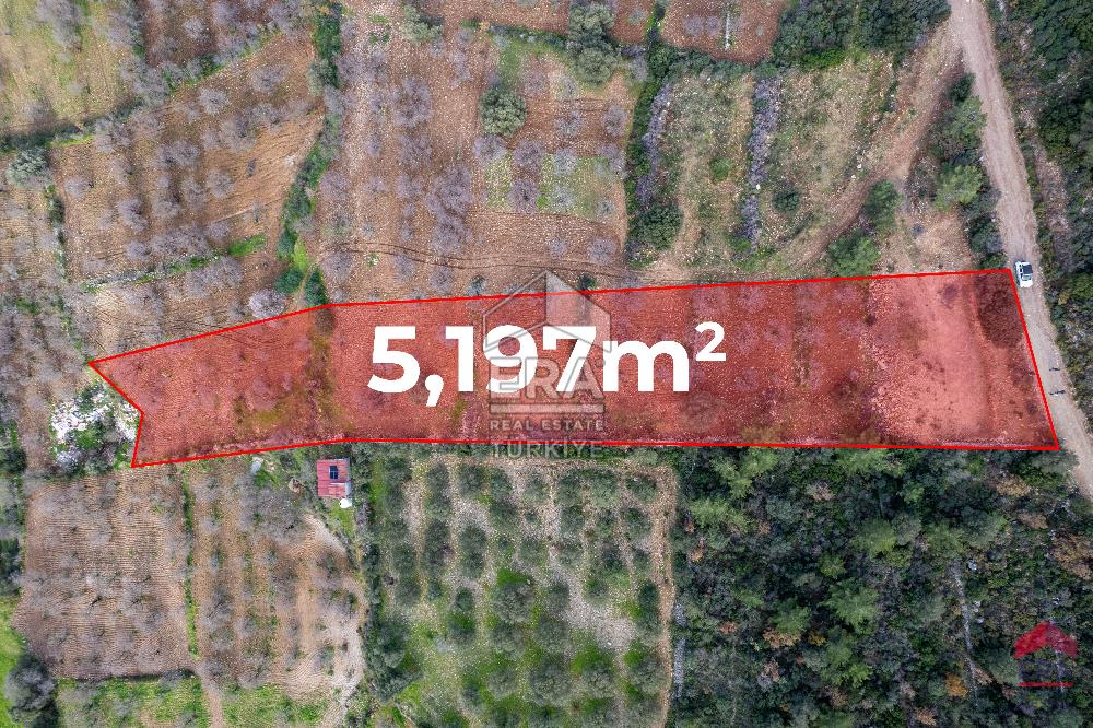Datça Palamutbükü'nde 5197 m2 İmarlı Arsa Era Zeytin'den
