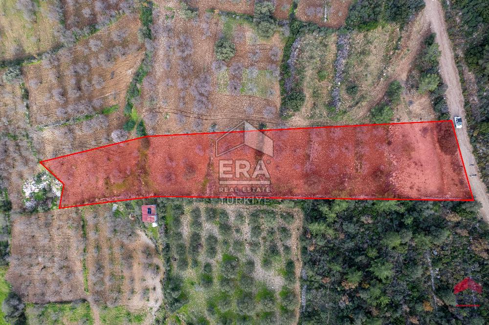 Datça Palamutbükü'nde 5197 m2 İmarlı Arsa Era Zeytin'den