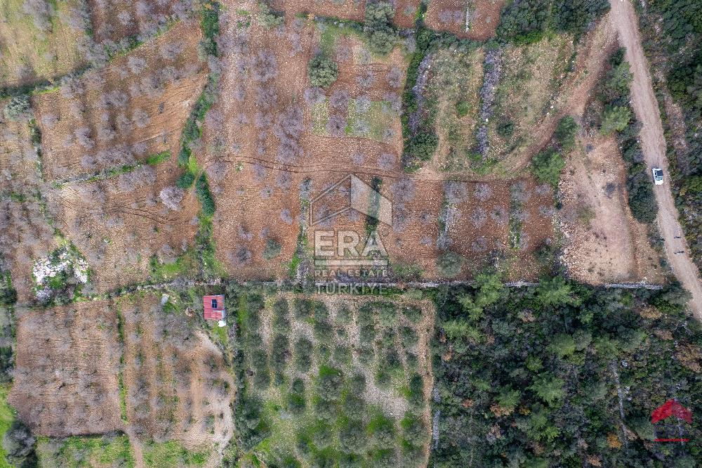 Datça Palamutbükü'nde 5197 m2 İmarlı Arsa Era Zeytin'den