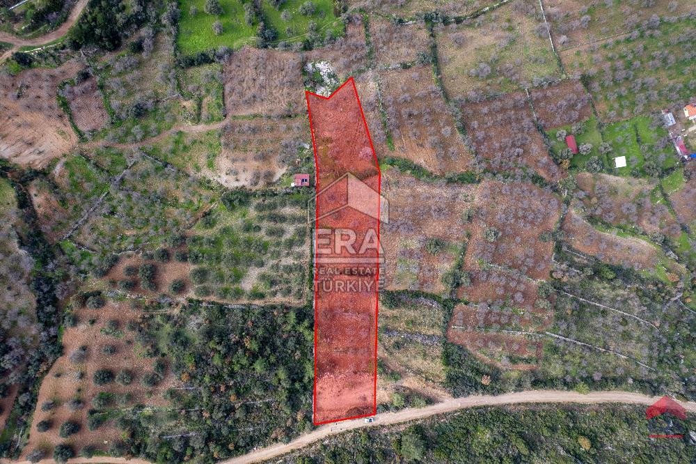 Datça Palamutbükü'nde 5197 m2 İmarlı Arsa Era Zeytin'den