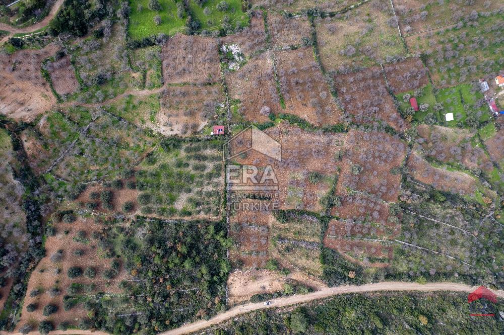 Datça Palamutbükü'nde 5197 m2 İmarlı Arsa Era Zeytin'den