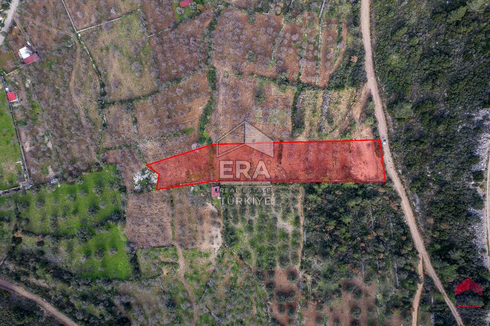 Datça Palamutbükü'nde 5197 m2 İmarlı Arsa Era Zeytin'den