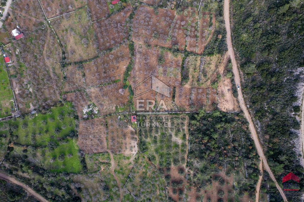 Datça Palamutbükü'nde 5197 m2 İmarlı Arsa Era Zeytin'den