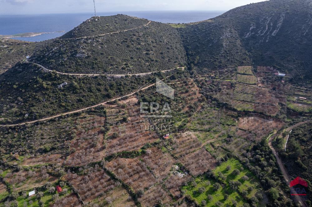 Datça Palamutbükü'nde 5197 m2 İmarlı Arsa Era Zeytin'den