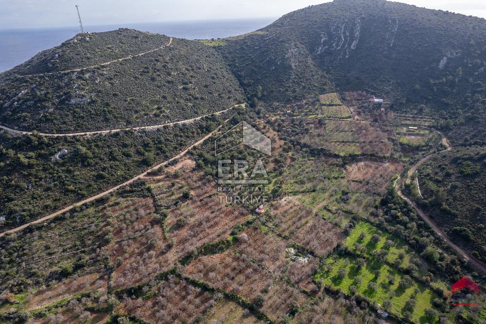 Datça Palamutbükü'nde 5197 m2 İmarlı Arsa Era Zeytin'den
