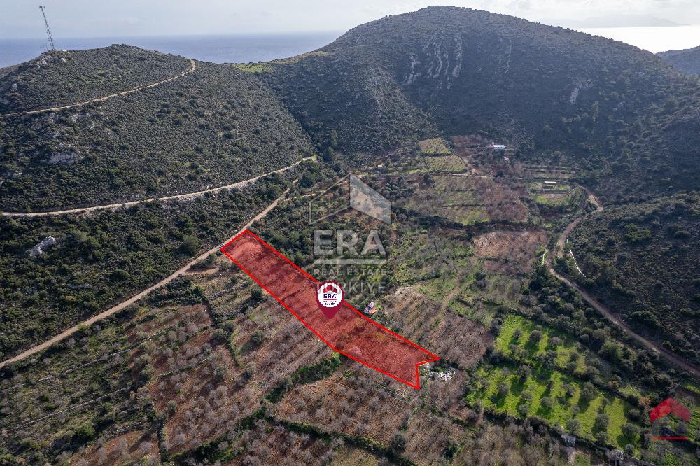 Datça Palamutbükü'nde 5197 m2 İmarlı Arsa Era Zeytin'den