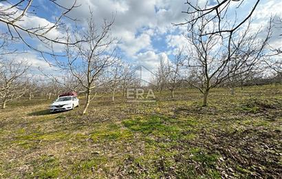 ERA SÖZ GAYRİMENKULDEN BALIKESİR'DE SATILIK CEVİZ BAHÇESİ