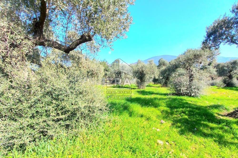 ERA NİVA'DAN DAĞKIZILCA'DA ANA CADDE ÜZERİ FIRSAT TARLA