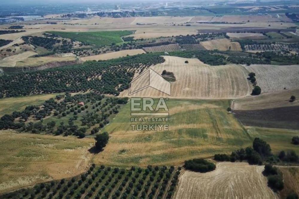 ERA NİVA'DAN KEMALPAŞA BAĞYURDU'NDA SATILIK 24.788 M² TARLA