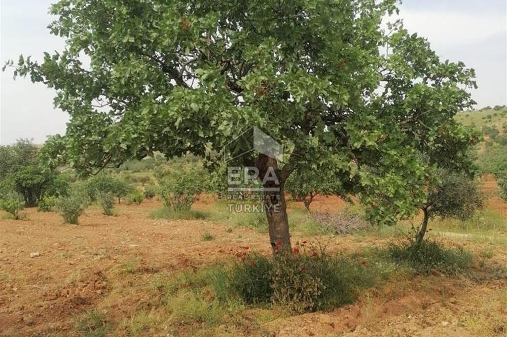 ERATIME KURUMSALDAN OĞUZELİ BULDUK MAH DE YATIRIMLIK ARAZİ