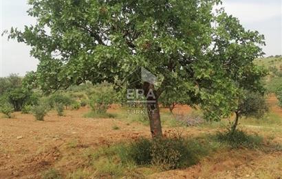 ERATIME KURUMSALDAN OĞUZELİ BULDUK MAH DE YATIRIMLIK ARAZİ