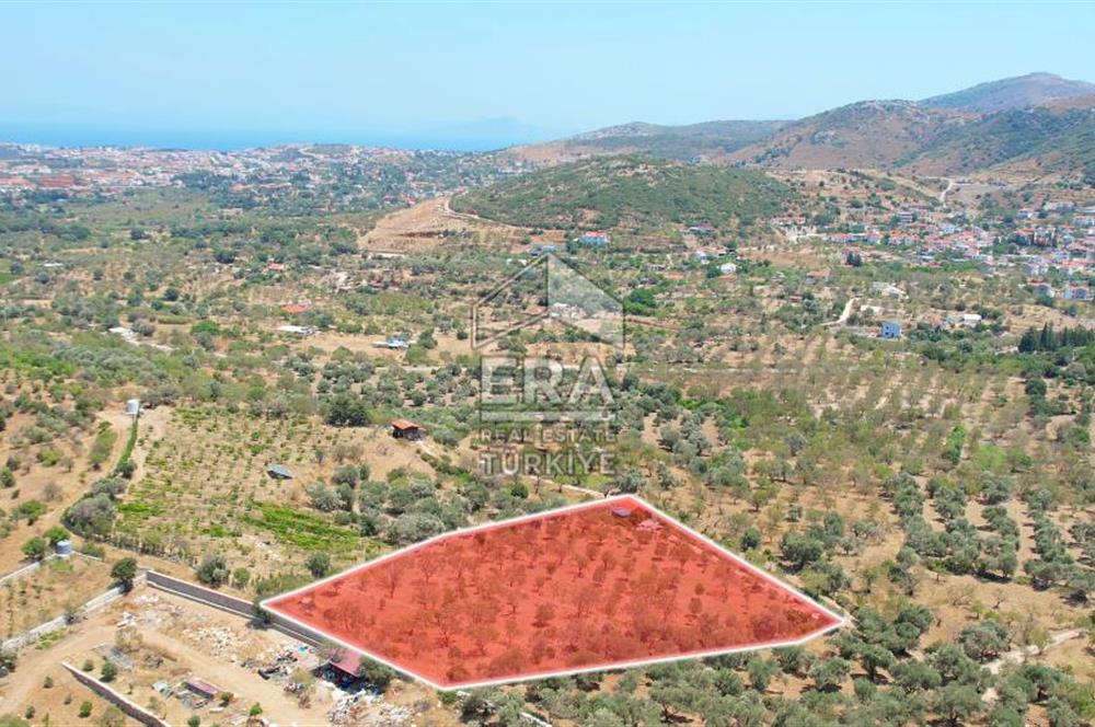 Datça Hızırşah'ta Satılık 6796 m2 Tarla Era Zeytinden