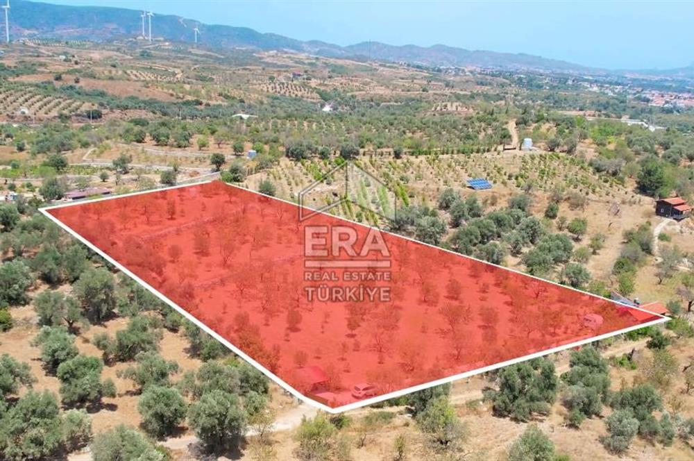 Datça Hızırşah'ta Satılık 6796 m2 Tarla Era Zeytinden