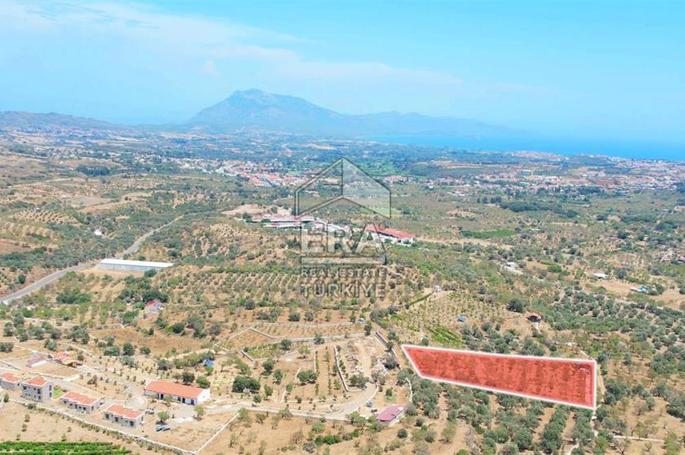 Datça Hızırşah'ta Satılık 6796 m2 Tarla Era Zeytinden