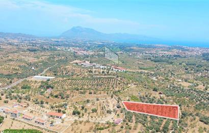 Datça Hızırşah'ta Satılık 6796 m2 Tarla Era Zeytinden