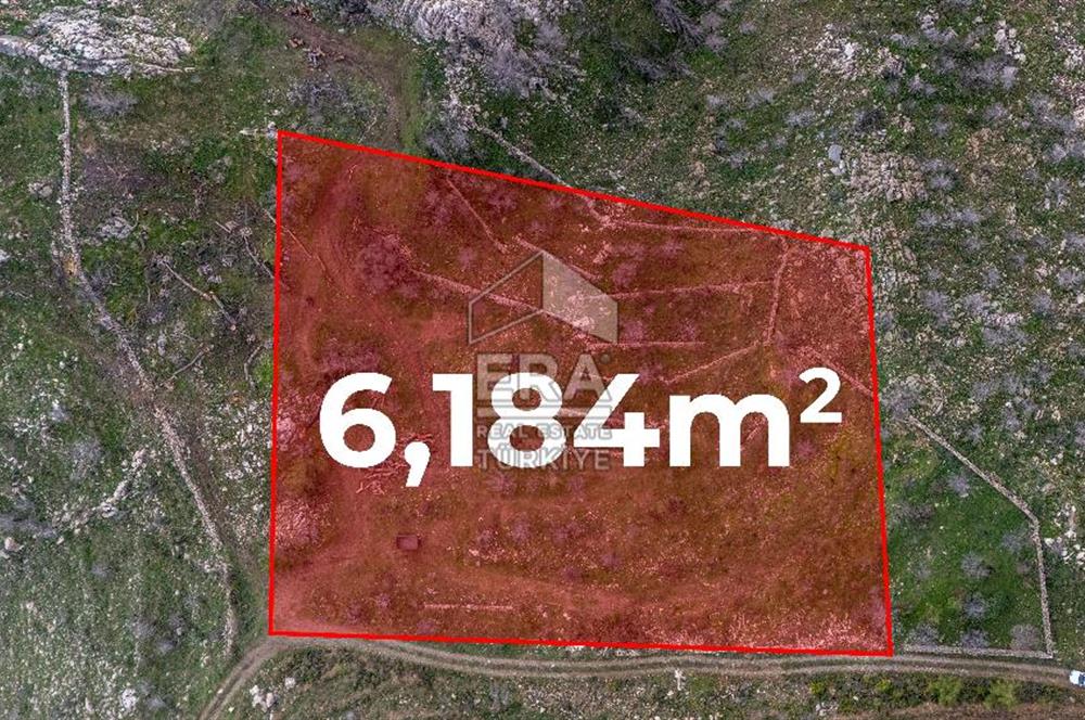 DATÇA MESUDİYE'DE DENİZ MANZARALI 6184 m2 TARLA ERA ZEYTİNDEN