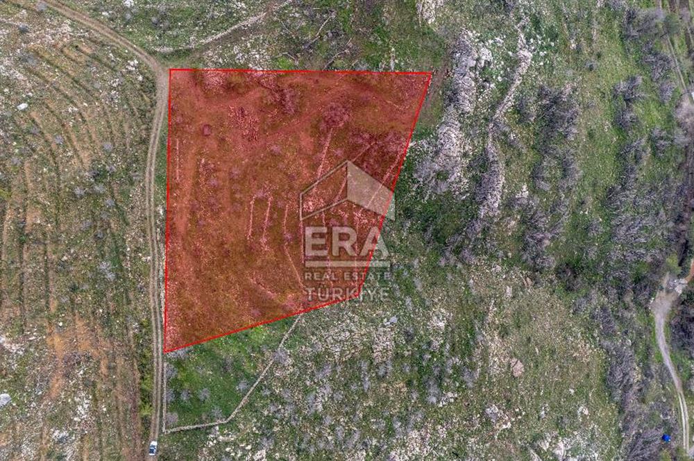 DATÇA MESUDİYE'DE DENİZ MANZARALI 6184 m2 TARLA ERA ZEYTİNDEN