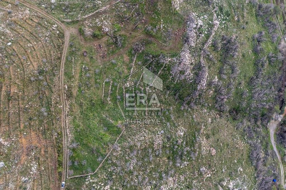 DATÇA MESUDİYE'DE DENİZ MANZARALI 6184 m2 TARLA ERA ZEYTİNDEN