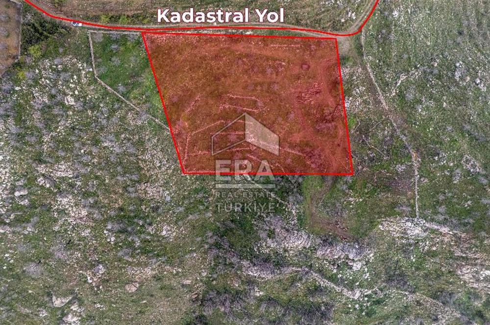 DATÇA MESUDİYE'DE DENİZ MANZARALI 6184 m2 TARLA ERA ZEYTİNDEN