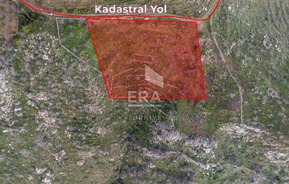 DATÇA MESUDİYE'DE DENİZ MANZARALI 6184 m2 TARLA ERA ZEYTİNDEN