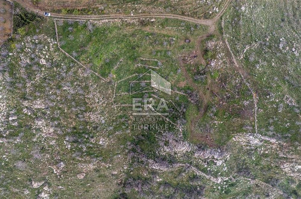 DATÇA MESUDİYE'DE DENİZ MANZARALI 6184 m2 TARLA ERA ZEYTİNDEN