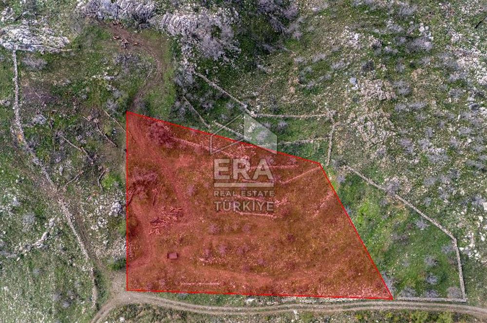 DATÇA MESUDİYE'DE DENİZ MANZARALI 6184 m2 TARLA ERA ZEYTİNDEN