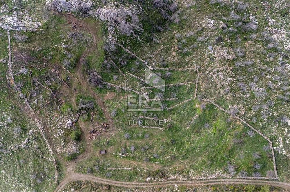 DATÇA MESUDİYE'DE DENİZ MANZARALI 6184 m2 TARLA ERA ZEYTİNDEN