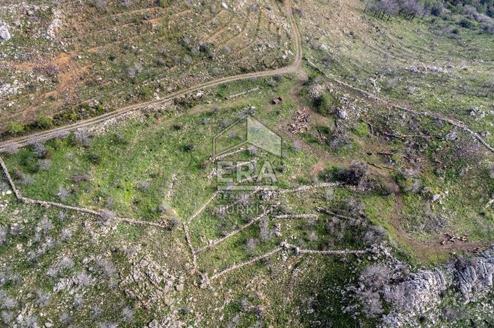 DATÇA MESUDİYE'DE DENİZ MANZARALI 6184 m2 TARLA ERA ZEYTİNDEN