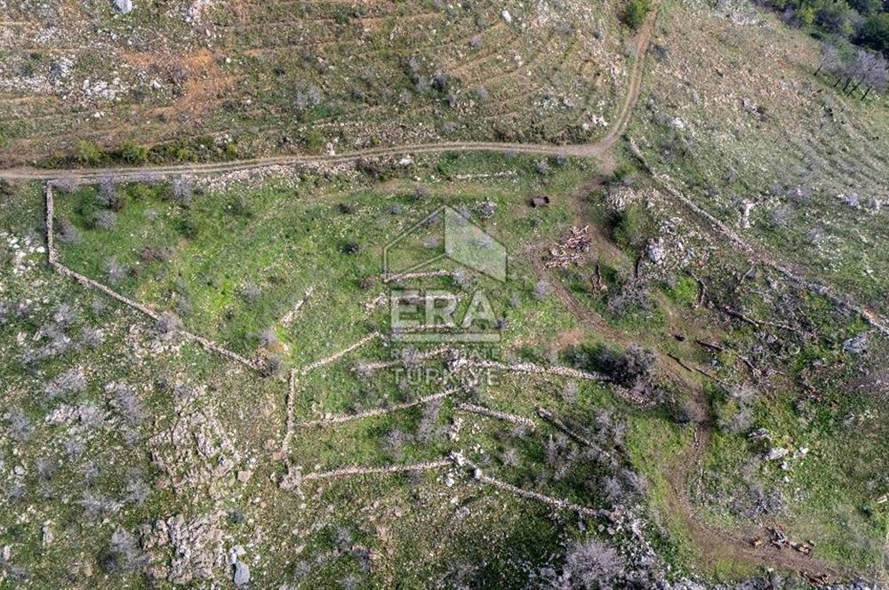 DATÇA MESUDİYE'DE DENİZ MANZARALI 6184 m2 TARLA ERA ZEYTİNDEN