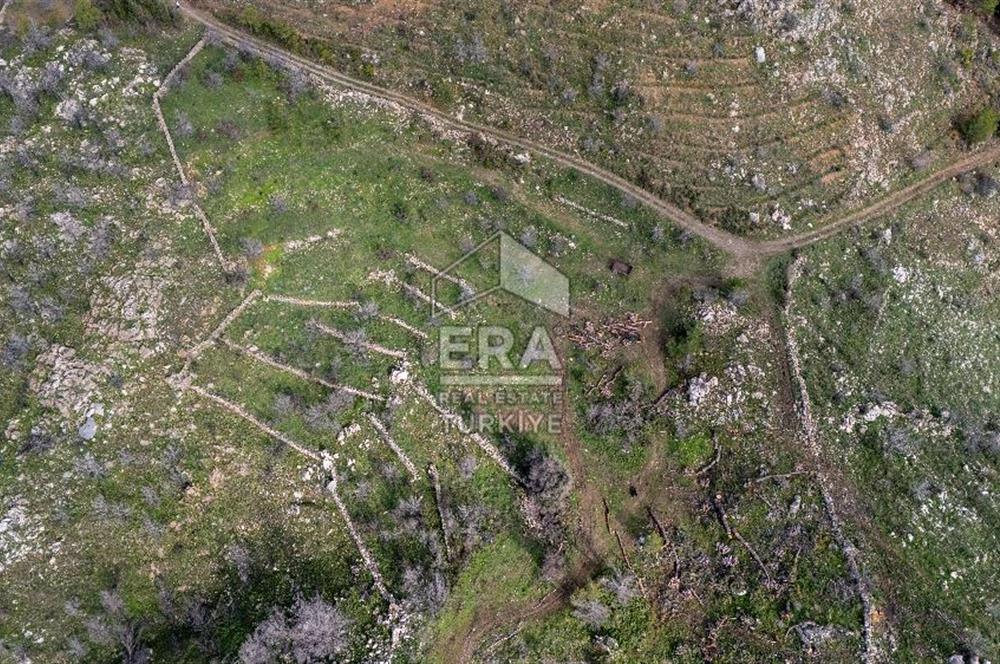 DATÇA MESUDİYE'DE DENİZ MANZARALI 6184 m2 TARLA ERA ZEYTİNDEN