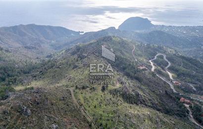 DATÇA MESUDİYE'DE DENİZ MANZARALI 6184 m2 TARLA ERA ZEYTİNDEN