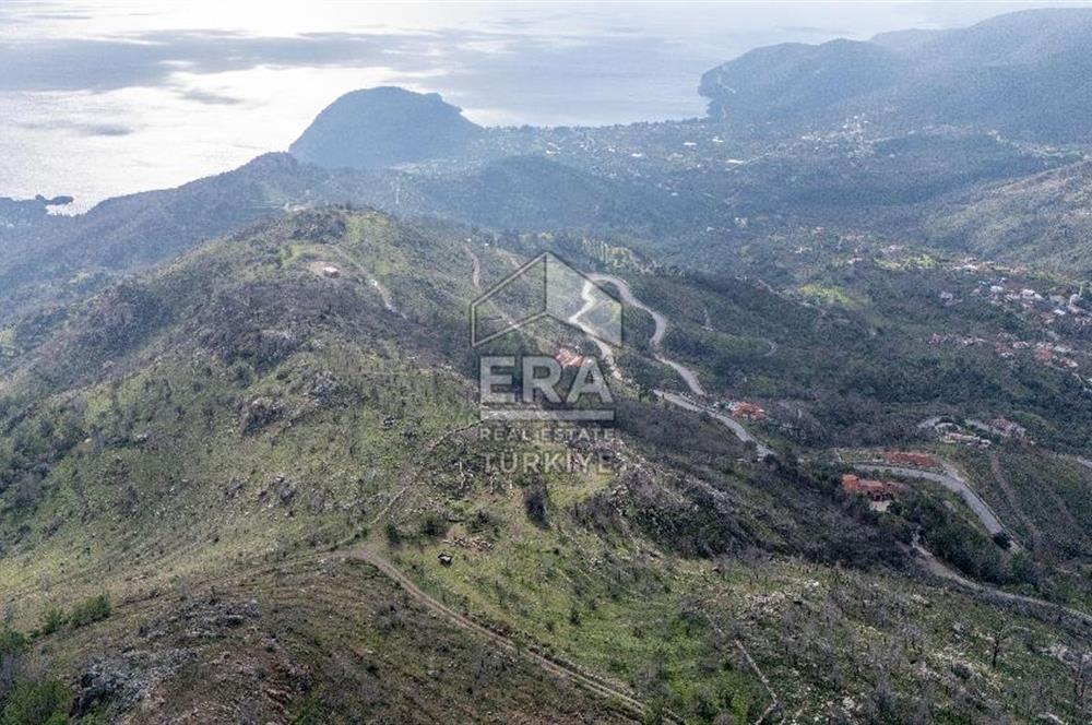 DATÇA MESUDİYE'DE DENİZ MANZARALI 6184 m2 TARLA ERA ZEYTİNDEN