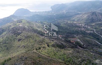 DATÇA MESUDİYE'DE DENİZ MANZARALI 6184 m2 TARLA ERA ZEYTİNDEN