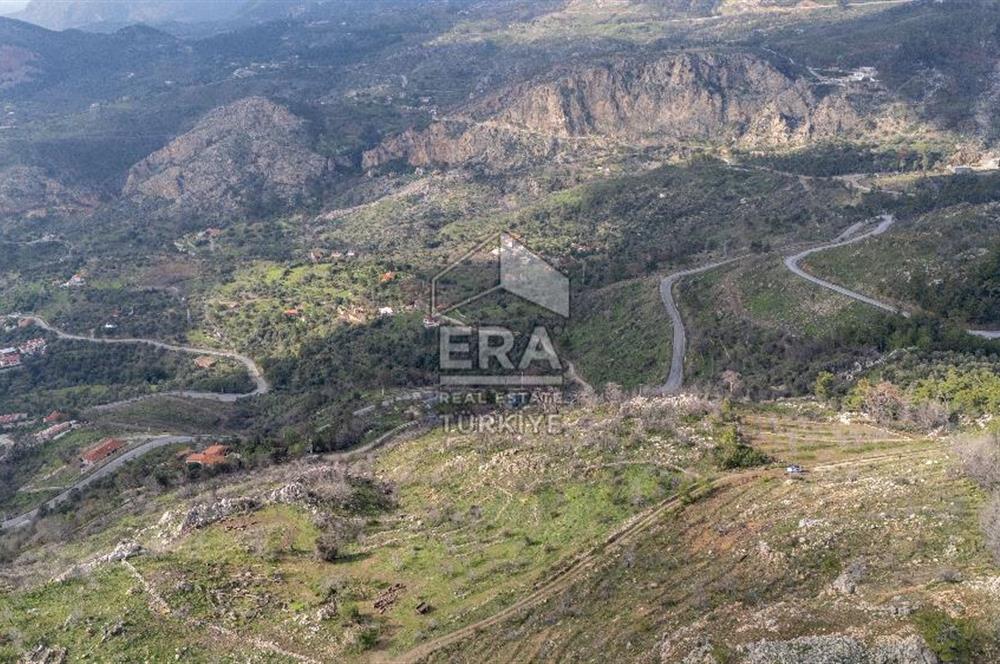 DATÇA MESUDİYE'DE DENİZ MANZARALI 6184 m2 TARLA ERA ZEYTİNDEN