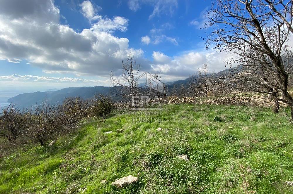 DATÇA MESUDİYE'DE DENİZ MANZARALI 6184 m2 TARLA ERA ZEYTİNDEN