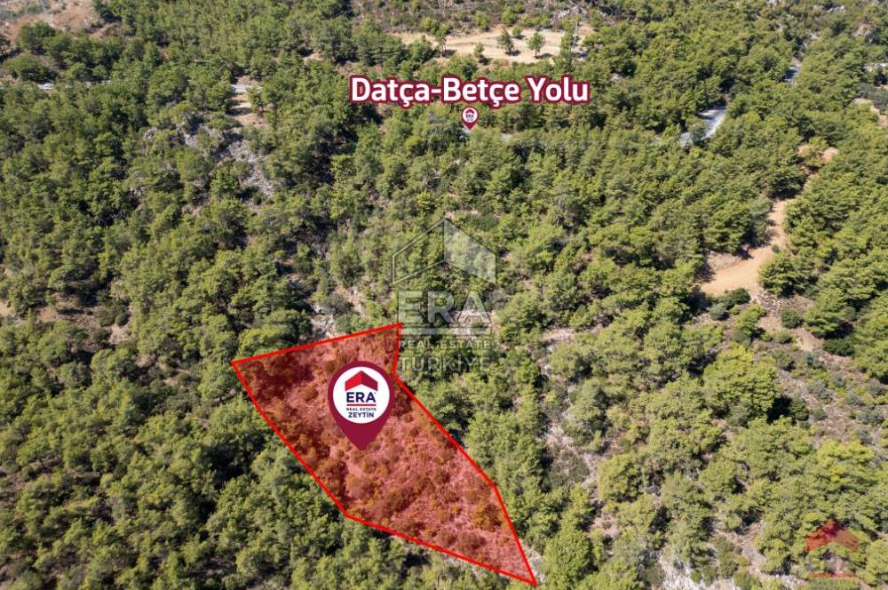 Datça Mesudiye'de 4.127,51m2 Satılık Zeytinlik