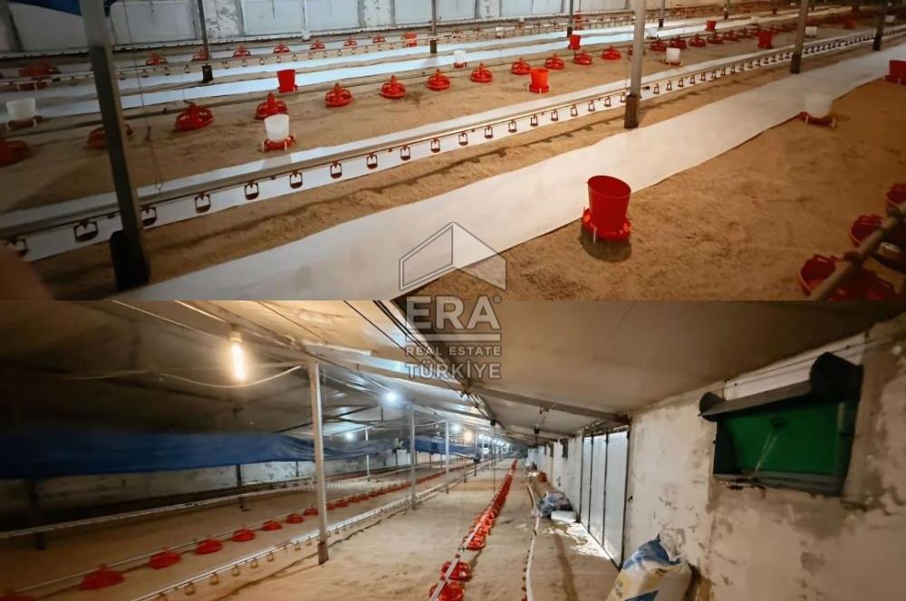 Regional Award Winning 80,000 Capacity Chicken Farm