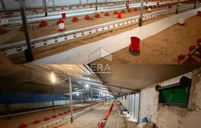 Regional Award Winning 80,000 Capacity Chicken Farm