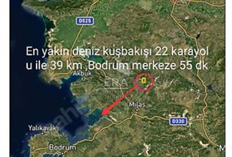 Muğla Milas Ketendere Mahallesinde 1451 M2 Satılık Zeytinlik