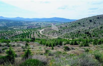 KONYA BOZKIR PRIVATE AFFORESTATION LAND FOR SALE