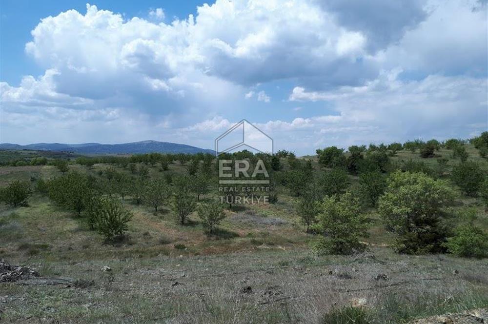 KONYA BOZKIR PRIVATE AFFORESTATION LAND FOR SALE