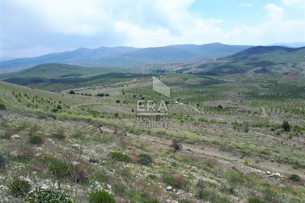 KONYA BOZKIR PRIVATE AFFORESTATION LAND FOR SALE