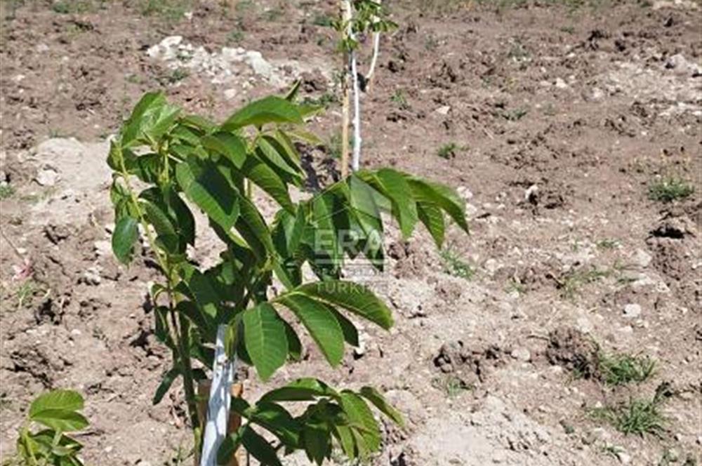 MANİSA MERKEZ GÜLBAHÇE KÖYÜ SATILIK ÖZEL AĞAÇLANDIRMA ARAZİSİ