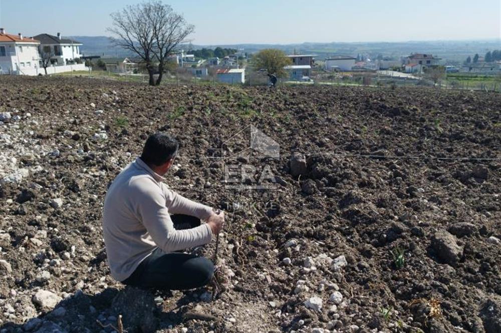 MANİSA MERKEZ GÜLBAHÇE KÖYÜ SATILIK ÖZEL AĞAÇLANDIRMA ARAZİSİ