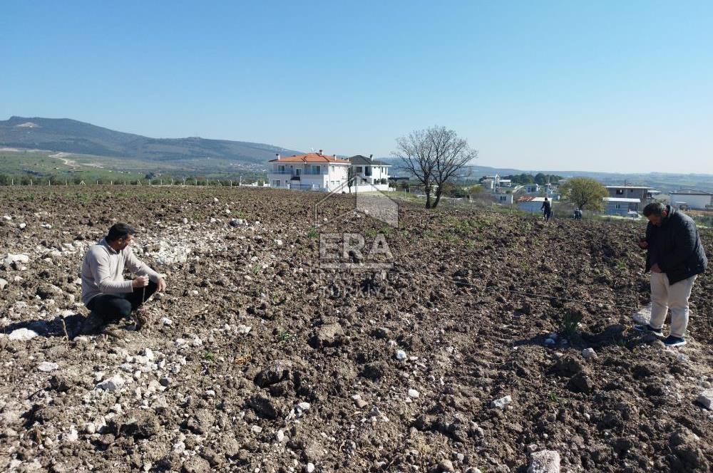 MANİSA MERKEZ GÜLBAHÇE KÖYÜ SATILIK ÖZEL AĞAÇLANDIRMA ARAZİSİ