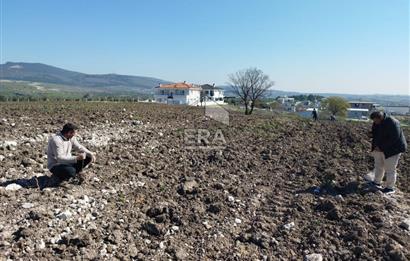 MANİSA MERKEZ GÜLBAHÇE KÖYÜ SATILIK ÖZEL AĞAÇLANDIRMA ARAZİSİ