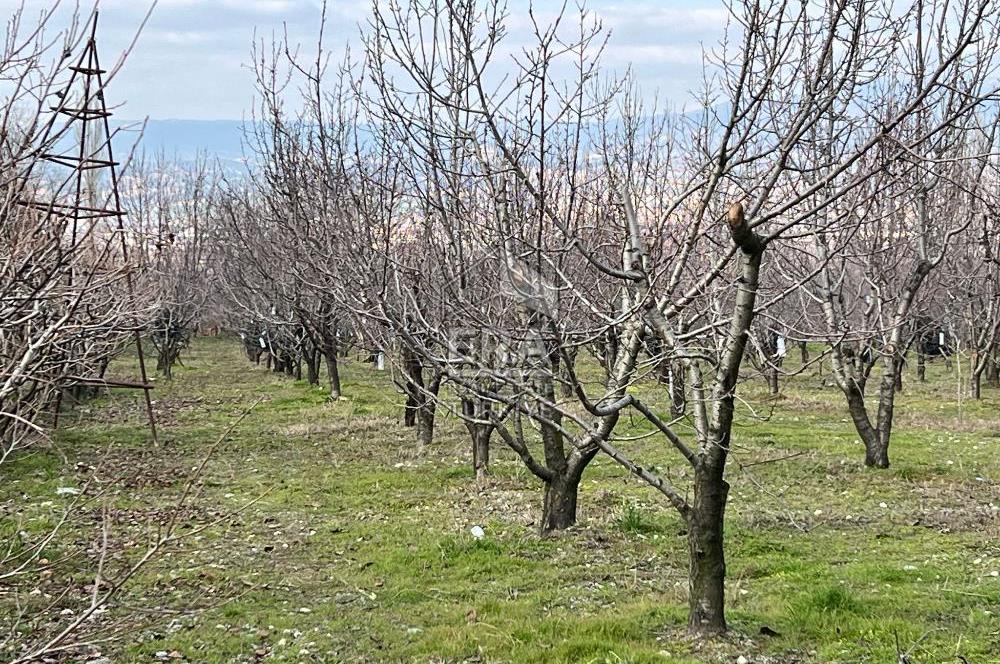 Honaz Merkez Hürriyet Mahallesi 5386 M2 Satılık Kiraz Bahçesi