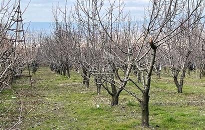 Honaz Merkez Hürriyet Mahallesi 5386 M2 Satılık Kiraz Bahçesi