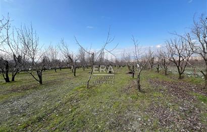 Honaz Merkez Hürriyet Mahallesi 5386 M2 Satılık Kiraz Bahçesi